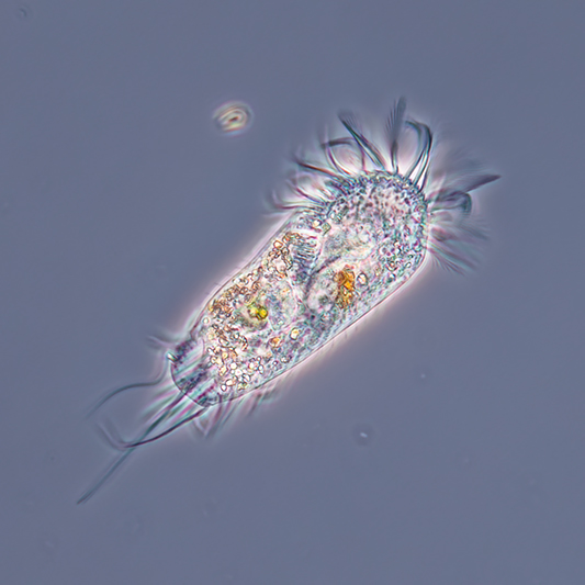 Ich habe für die Objektive 10x, 20x, 40x Oil und 100x Oil die Möglichkeit Phasenkonstrast zu nutzen.