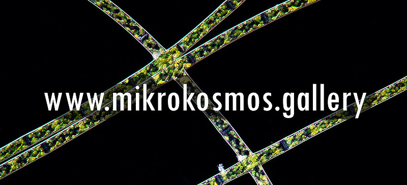 www.mikrokosmos.gallery