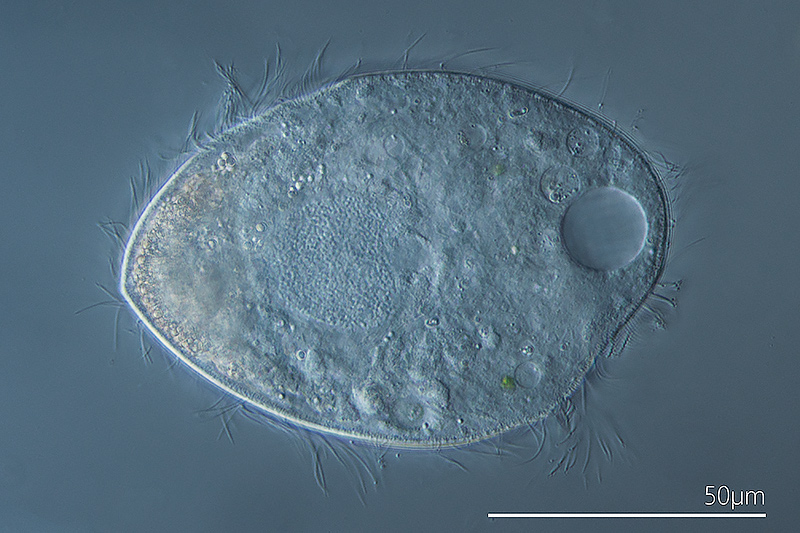 Brachonella spiralis