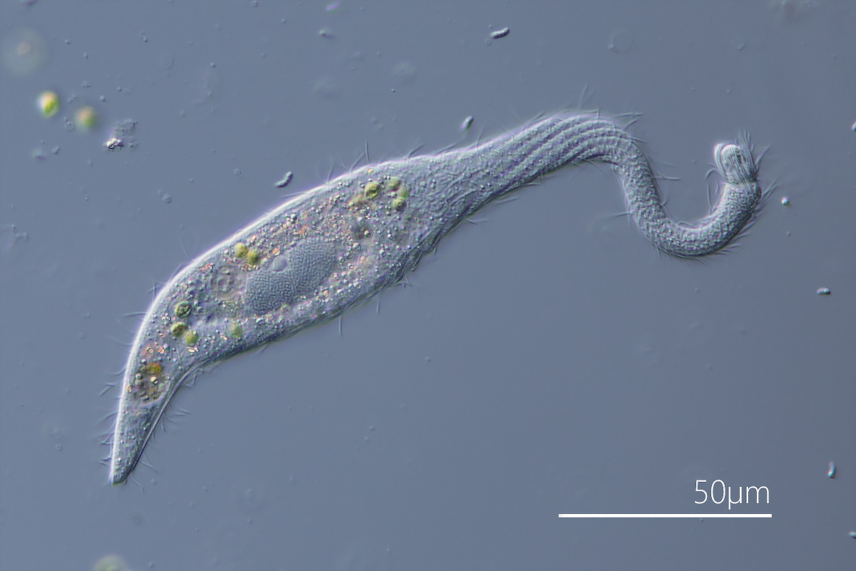 Lacrymaria olor