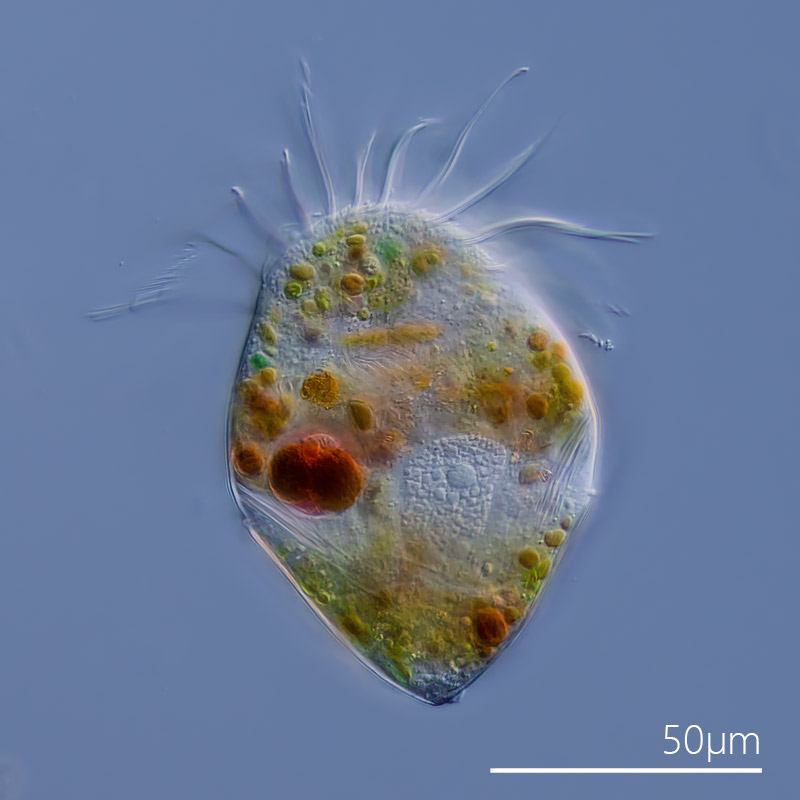 Limnostrombidium viride