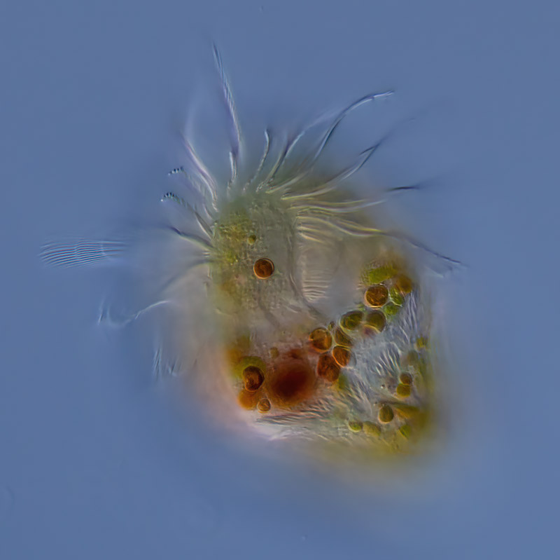 Limnostrombidium viride