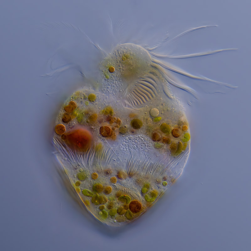 Limnostrombidium viride