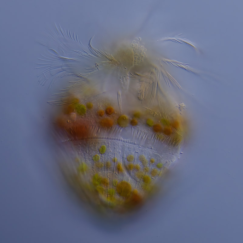 Limnostrombidium viride