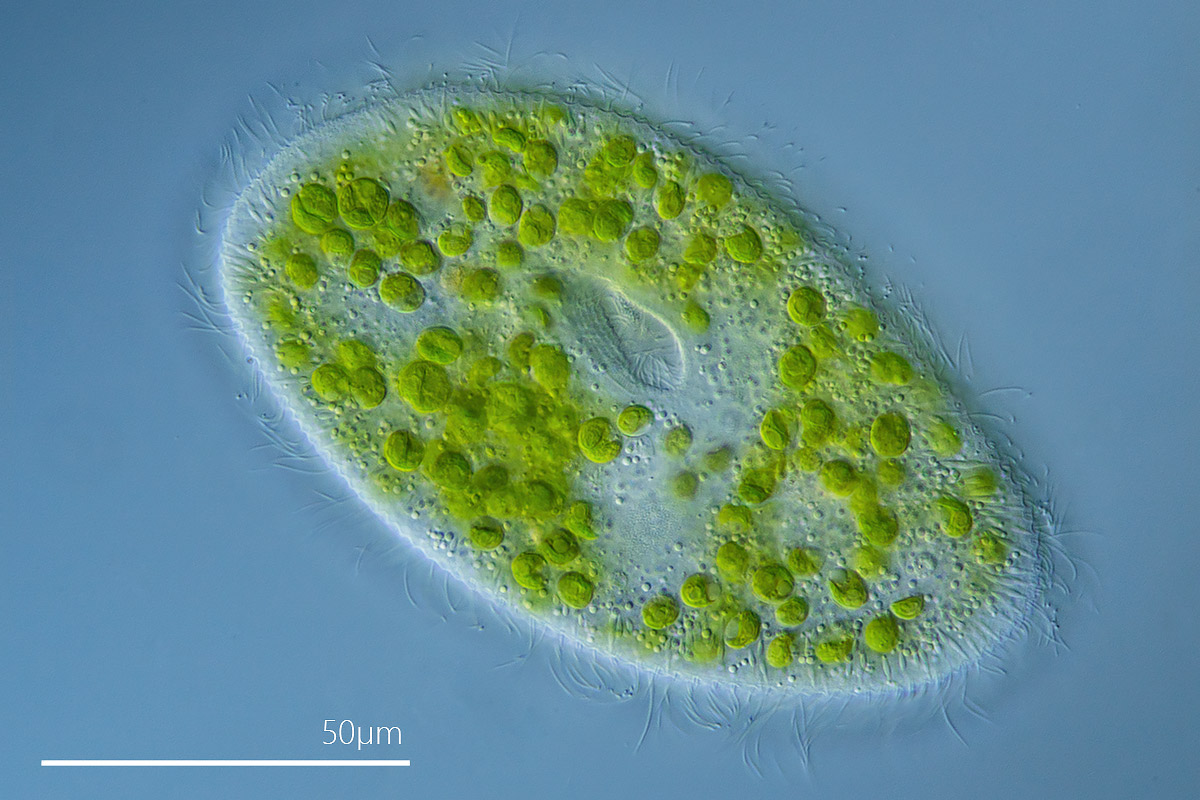 Paramecium bursaria