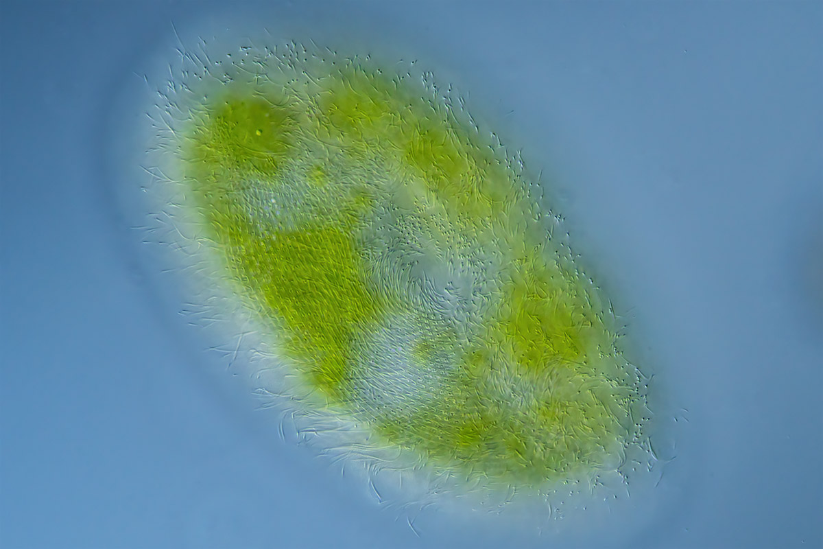 Paramecium bursaria