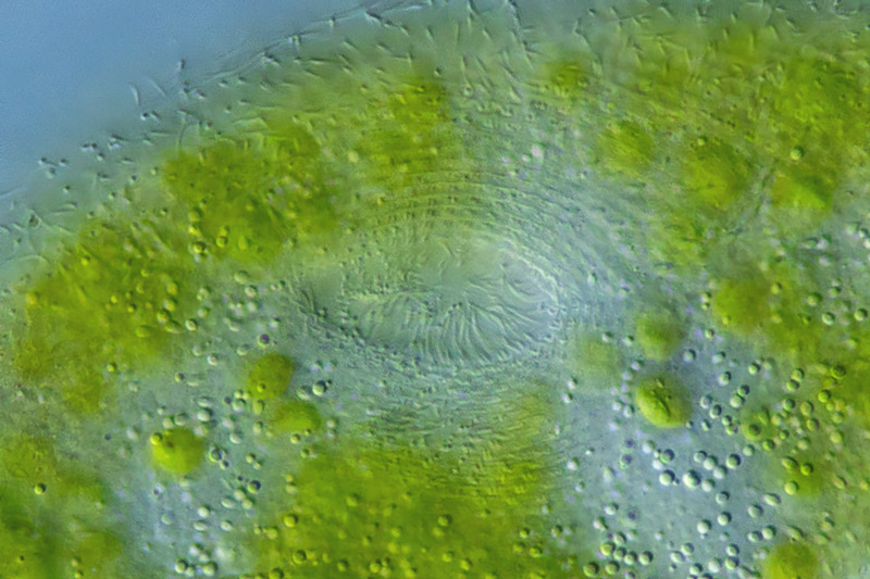 Paramecium bursaria