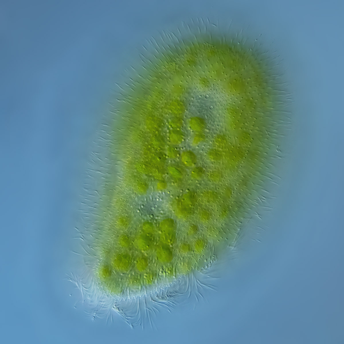 Paramecium bursaria