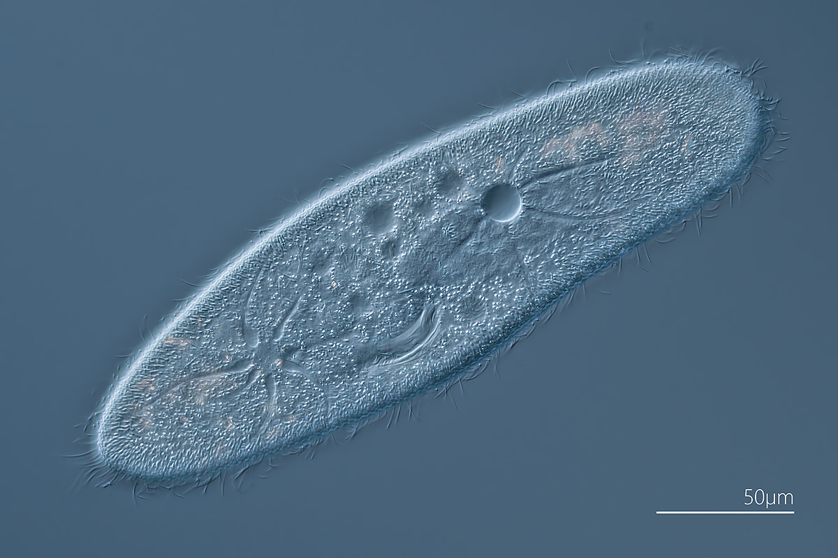 Paramecium caudatum