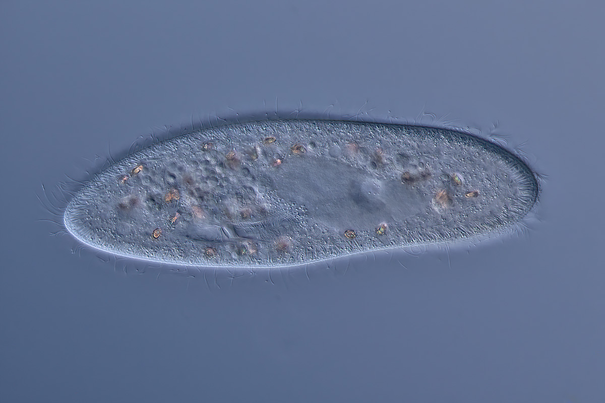 Paramecium caudatum