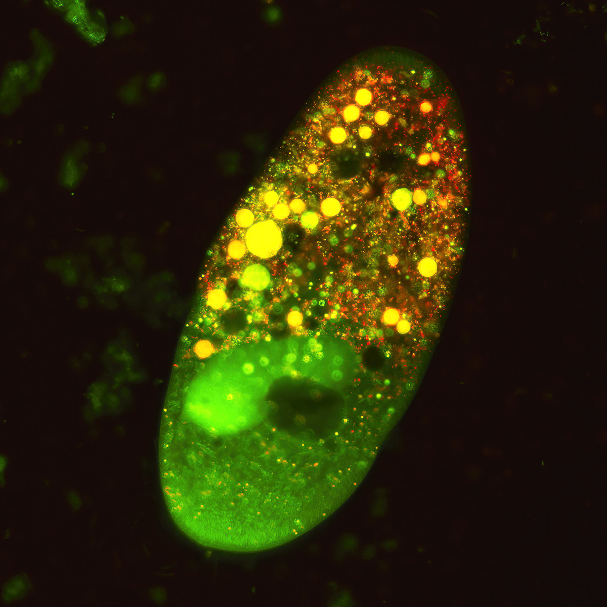 Paramecium caudatum