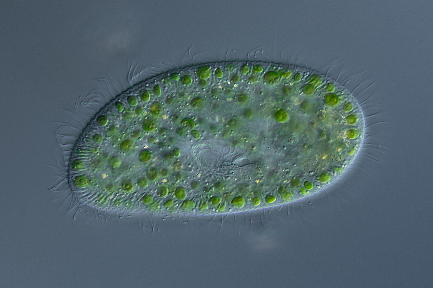 Paramecium