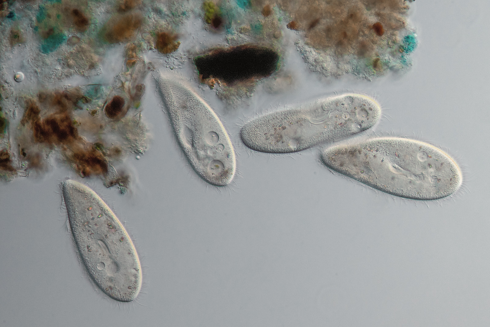 Paramecium