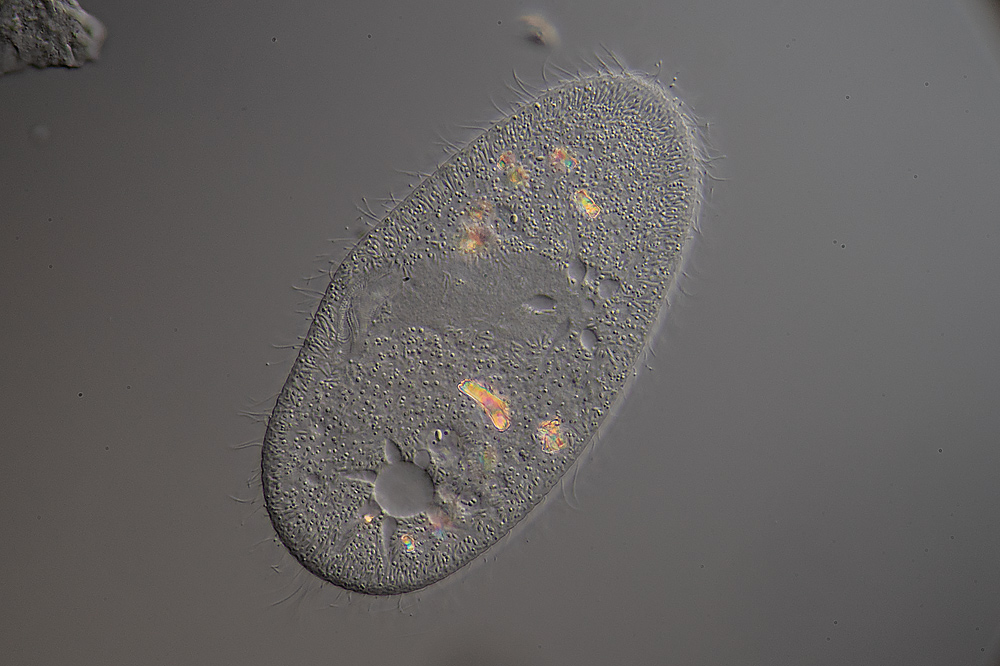 Paramecium