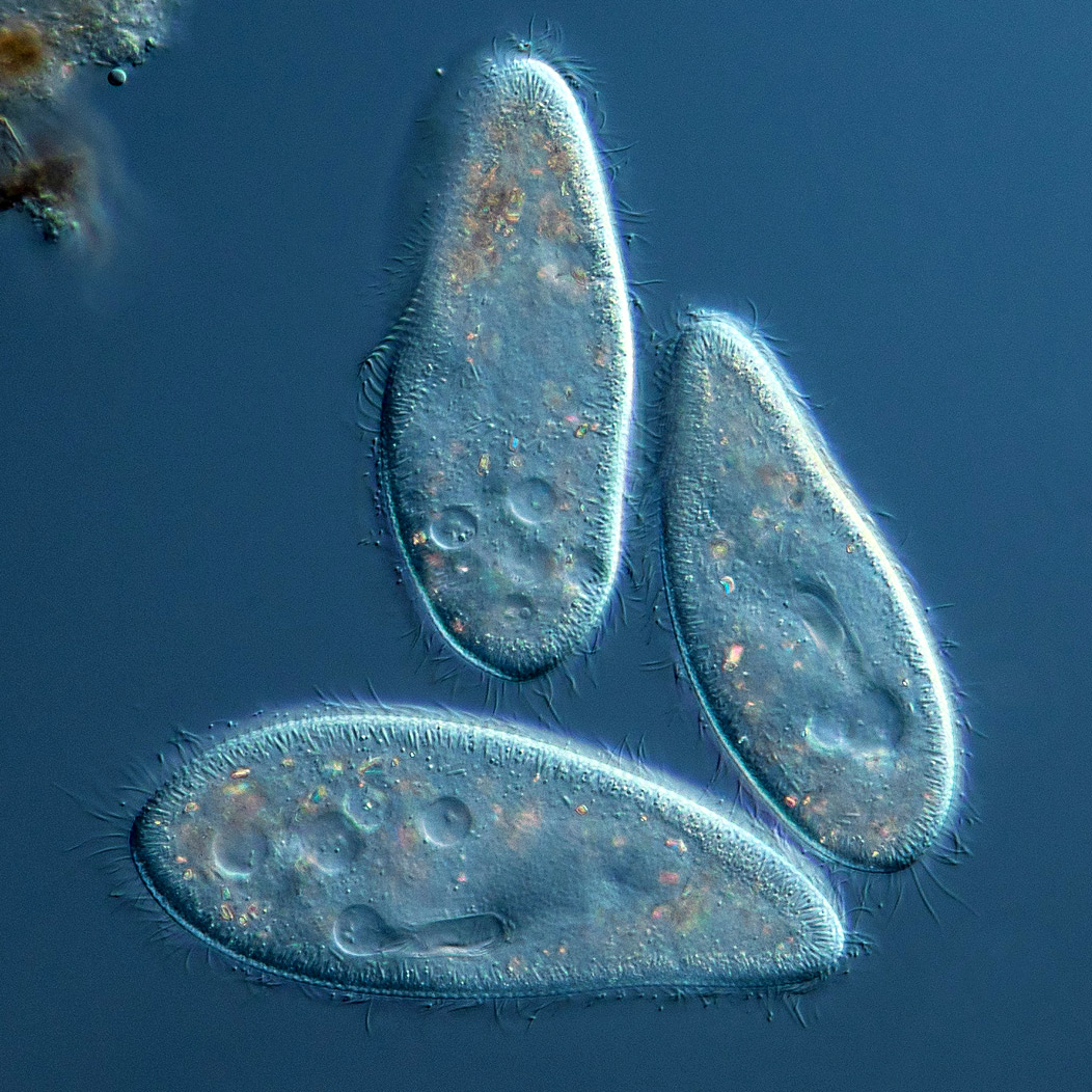 Paramecium
