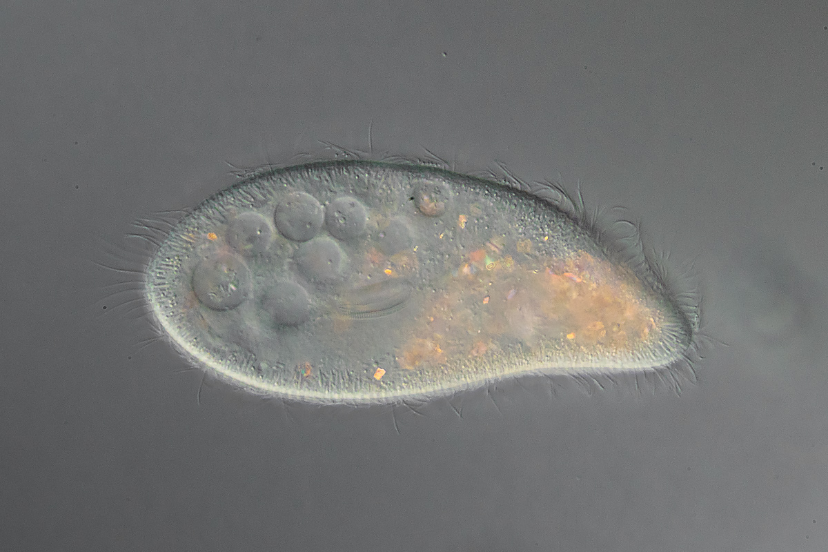 Paramecium