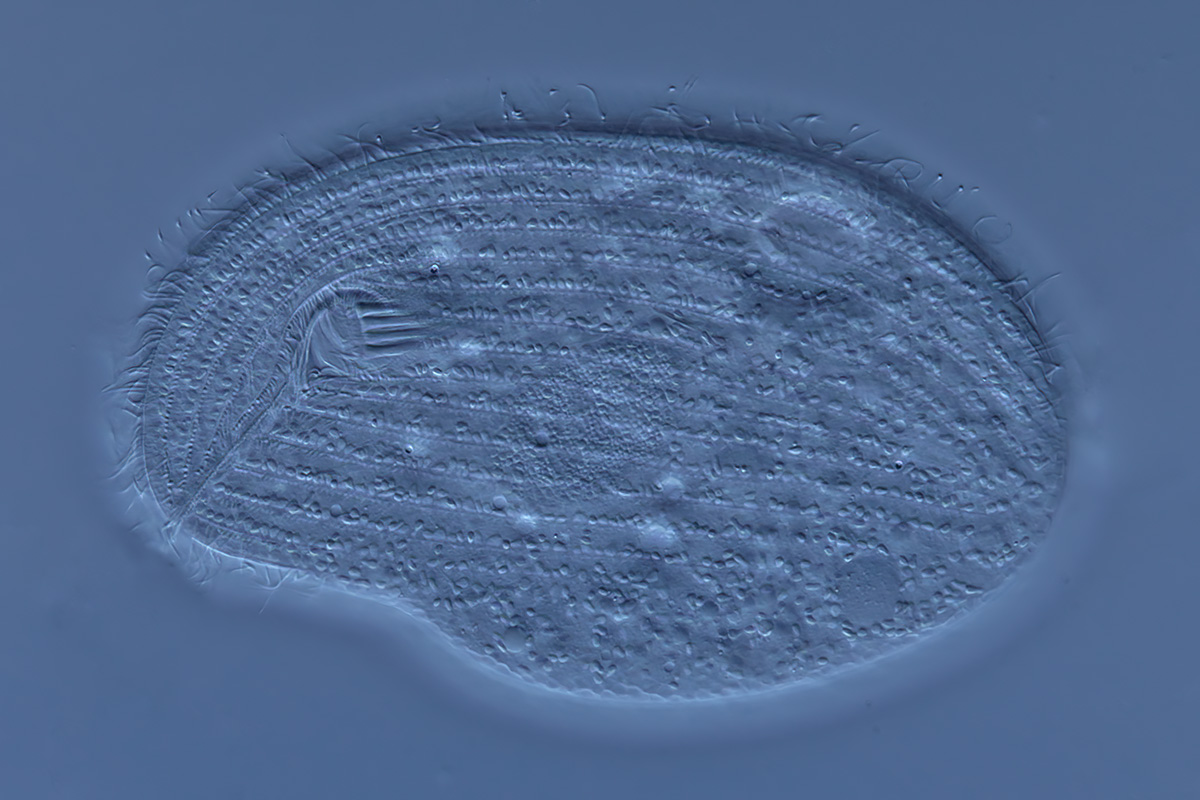 Trithigmostoma srameki