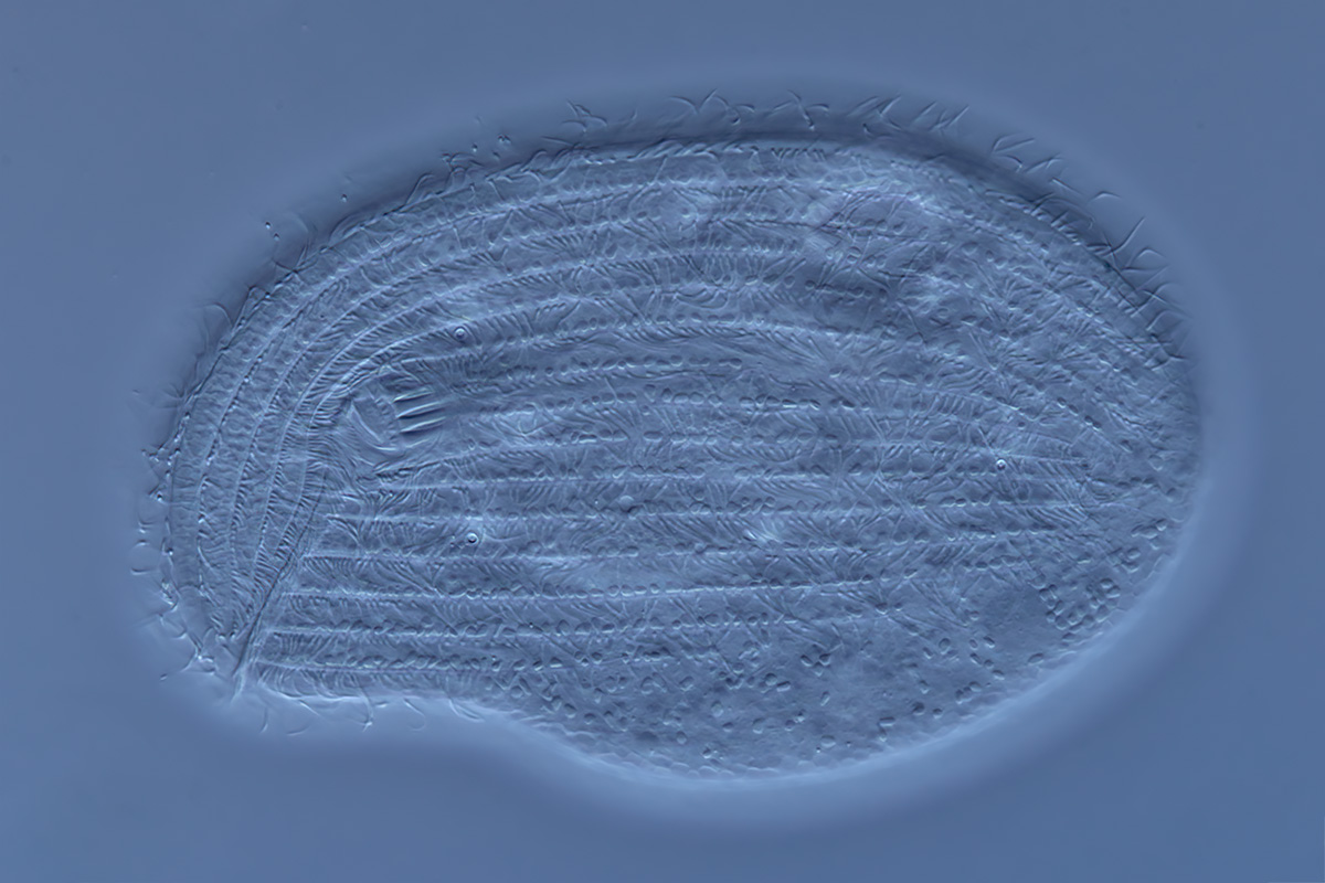 Trithigmostoma srameki