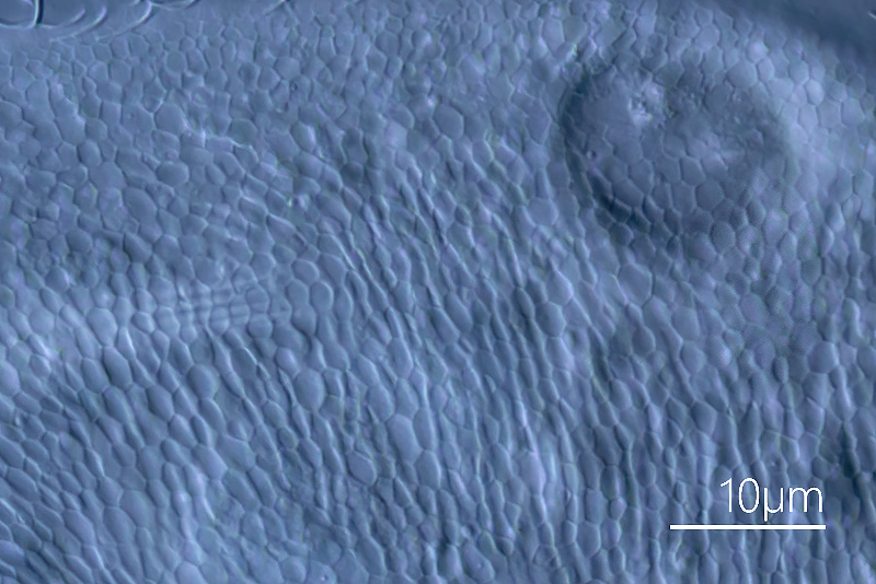 Trithigmostoma srameki