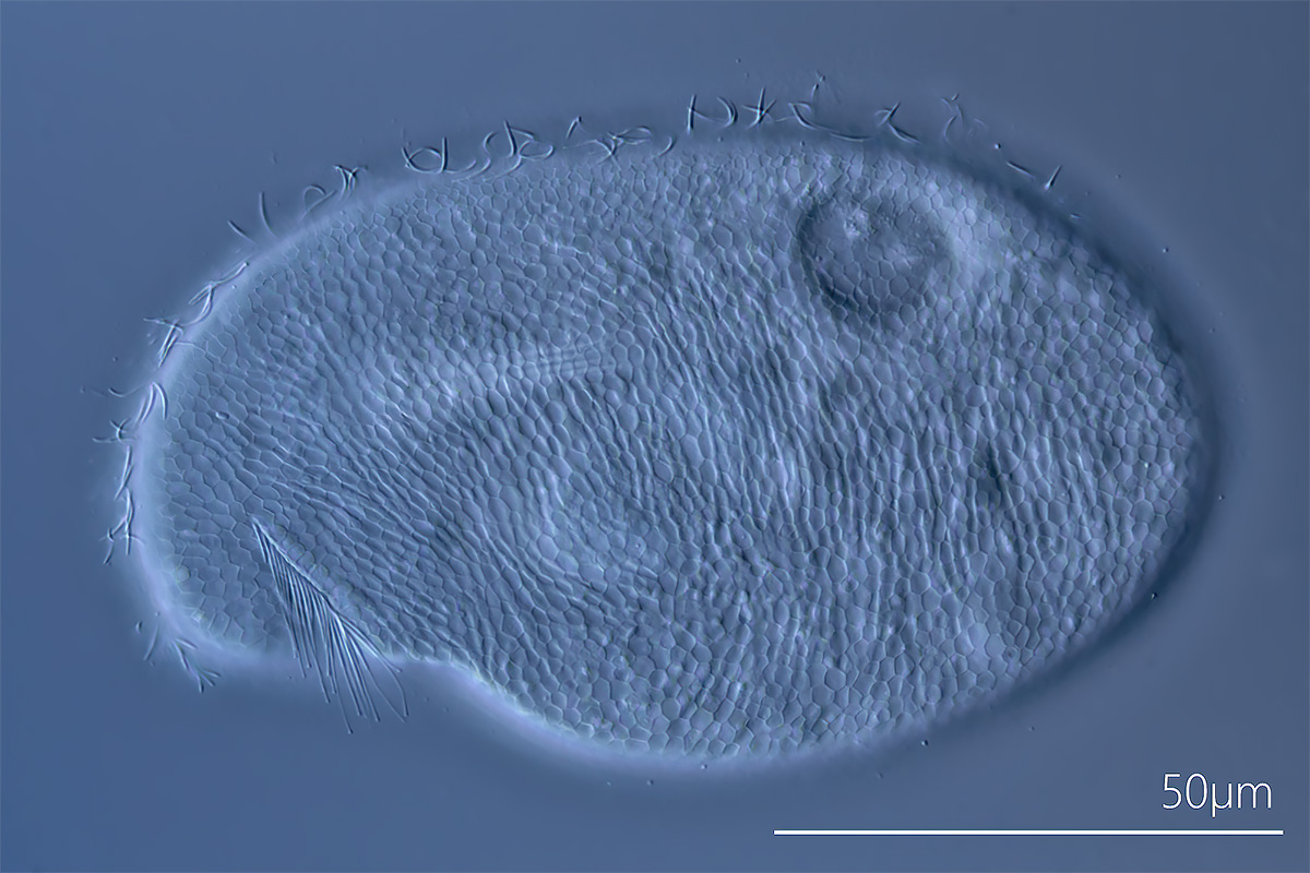 Trithigmostoma srameki