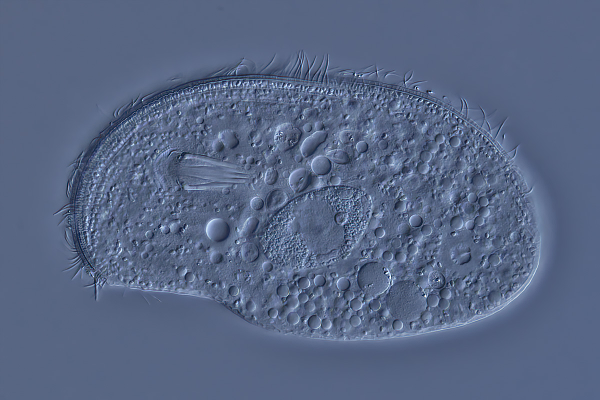 Trithigmostoma srameki